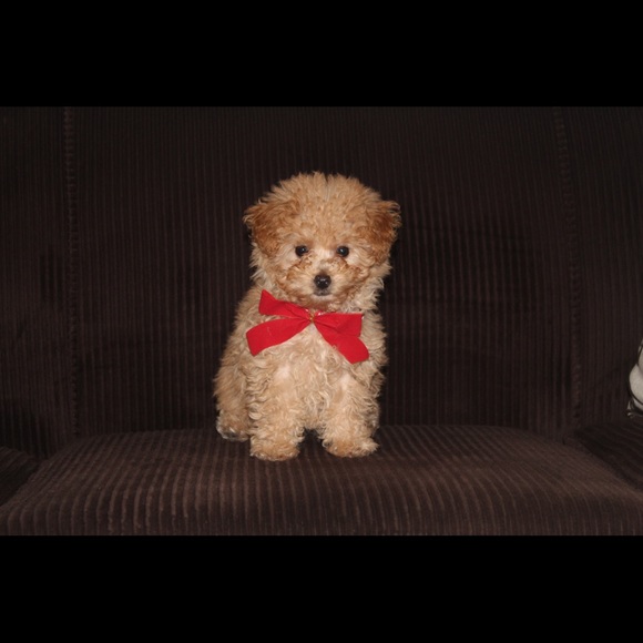 Meet your Posher, Tara - Picture 1 of 1